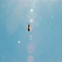 Fénycsíkon mászó méhecske